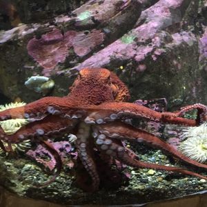 Meet your Posher, Mark